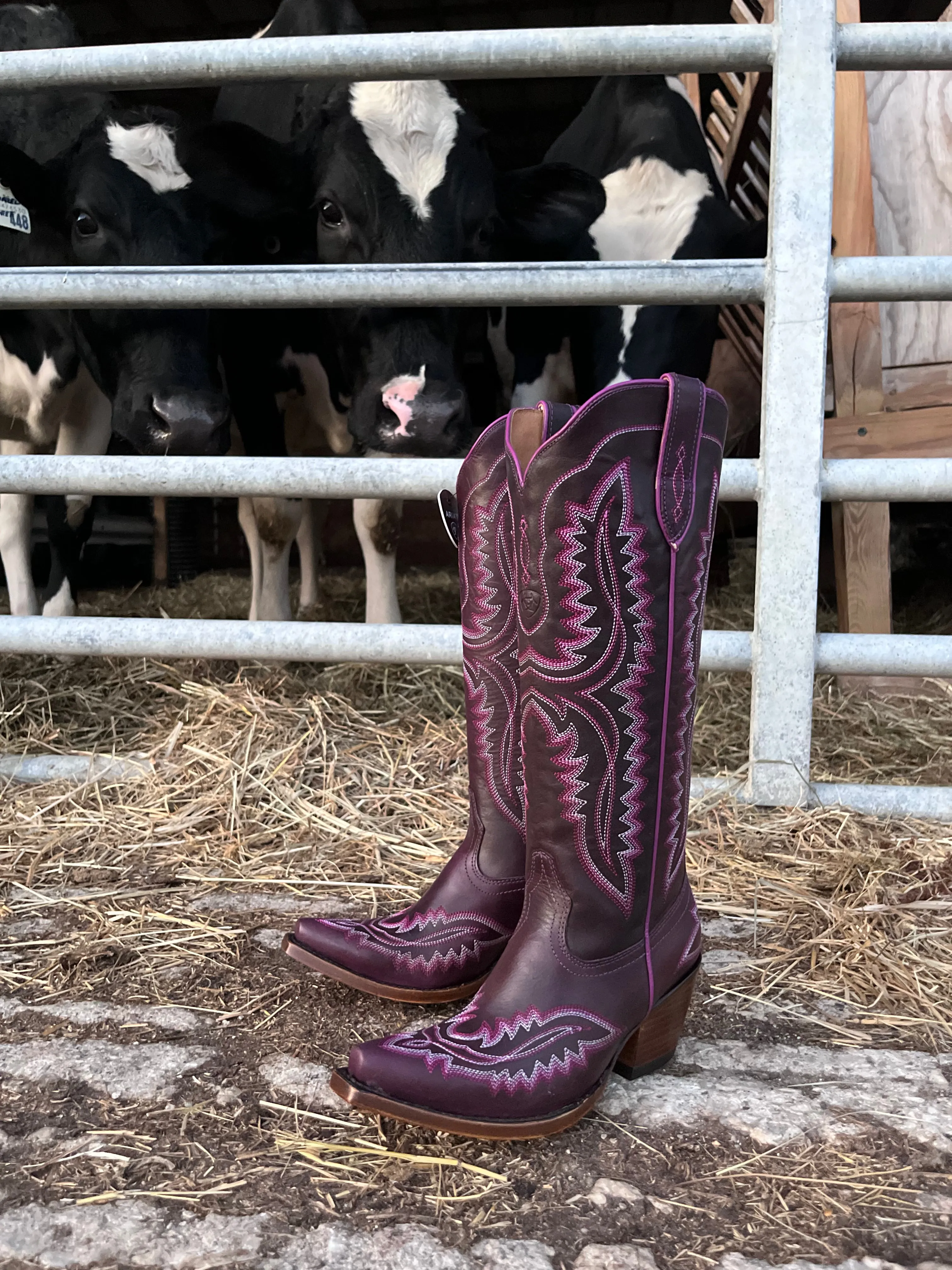 Ariat Women's Casanova Deep Amethyst Tall Western Cowgirl Boots 10053649 Northern Resident